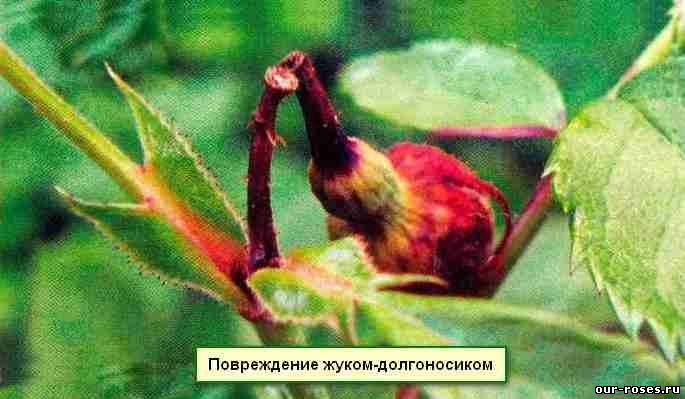 Повреждение жуком-долгоносиком